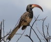 [Montiero's Hornbill]