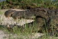 [Nile Crocodile]