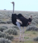 [Ostrich]