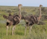 [Ostrich]