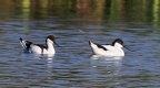 [Pied Avocet]