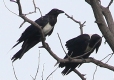 [Pied Crow]