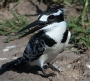 [Pied Kingfisher]