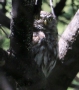 [Pearl-spotted Owlet]