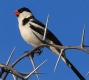 [Pin-tailed Whydah]