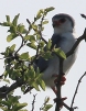 [Pygmy Falcon]