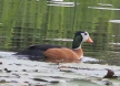 [African Pygmy Goose]