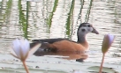 [African Pygmy Goose]