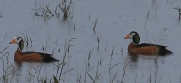 [African Pygmy Goose]