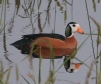 [African Pygmy Goose]