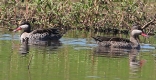 [Red-billed Duck]