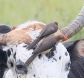 [Red-billed Oxpecker]