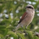 [Red-backed Shrike]