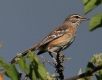 [Rufous-backed Scrub-Robin]