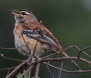 [Red-backed Scrub Robin]