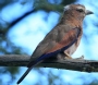 [Rufous-crowned Roller]