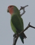 [Rosy-faced Lovebird]