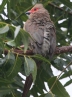 [Red-faced Mousebird]