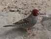 [Red-headed Finch]