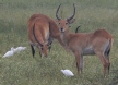 [Red Lechwe]