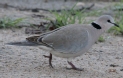 [Ring-necked Dove]