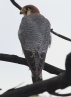 [Red-necked Falcon]