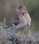 [Rufous-naped Lark]