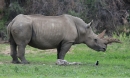 [White Rhinoceros]