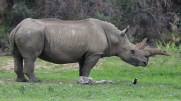 [White Rhinoceros]