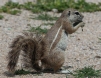 [South African Ground Squirrel]