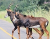 [Sable Antelope]