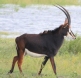 [Sable Antelope]