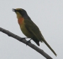 [Sulpher-breasted Bush-Shrike]