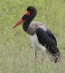 [Saddle-billed Stork]