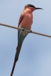 [Southern Carmine Bee-Eater]