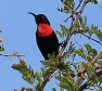 [Scarlet-chested Sunbird]