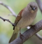 [Southern Grey-headed Sparrow]