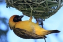 [Southern Masked Weaver]