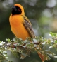 [Southern Masked Weaver]