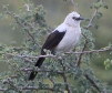 [Southern Pied Babbler]