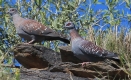 [Speckled Pigeon]