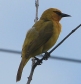 [Spectacled Weaver]