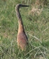 [Squacco Heron]