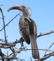[Southern Red-billed Hornbill]