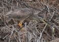 [Striated Heron]