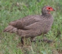 [Swainson's Francolin]