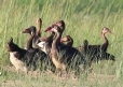 [Spur-winged Goose]