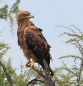 [Tawny Eagle]