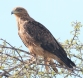 [Tawny Eagle]