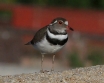 [Three-banded Plover]